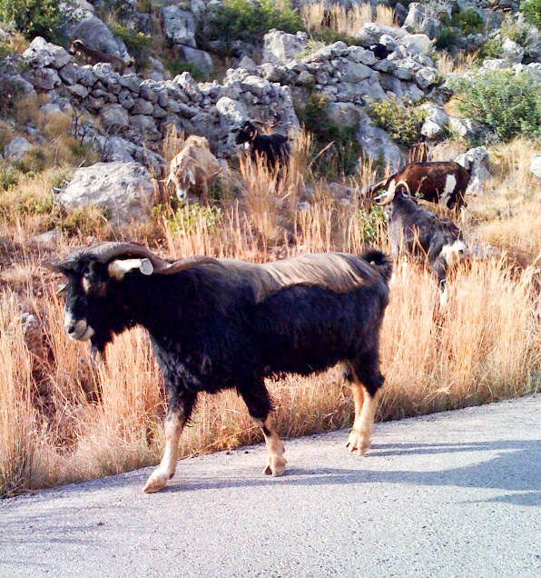 Goat near Monemvasia