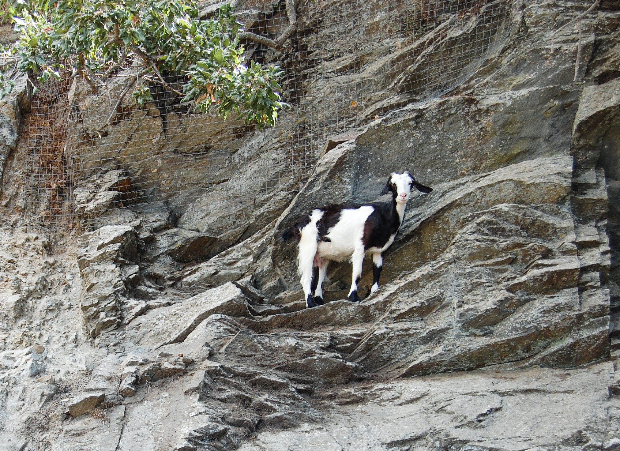Goat on the edge