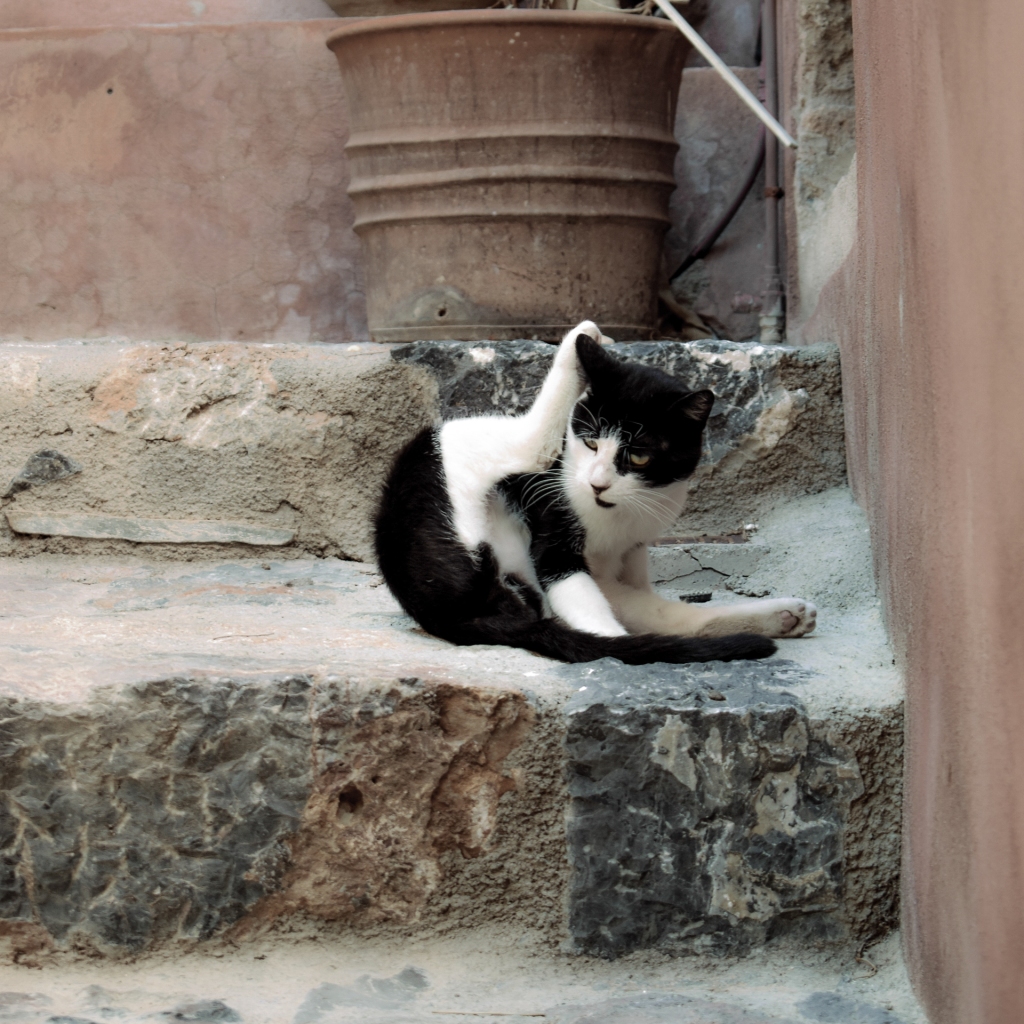 Cats of Greece 2017