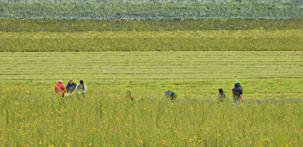 Fields of Green – San Juan Bautista