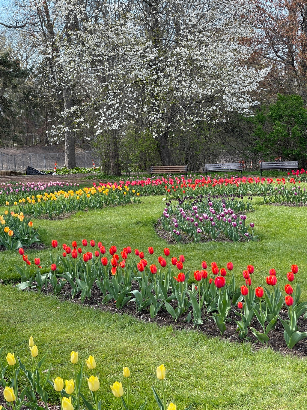Tulip Time at Elizabeth Park